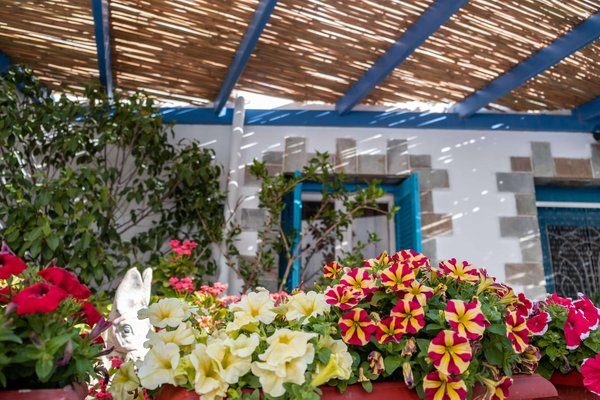 Quelles solutions pour optimiser l’intimité de votre jardin urbain ?