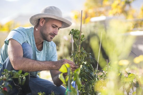 Décorez votre maison avec des plantes d'intérieur tendance