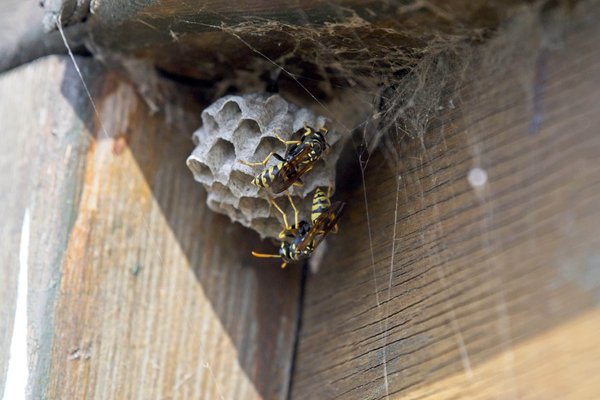 Le frelon est-il un danger à proximité d'une habitation ?